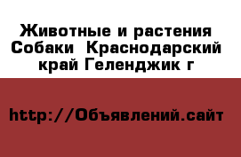 Животные и растения Собаки. Краснодарский край,Геленджик г.